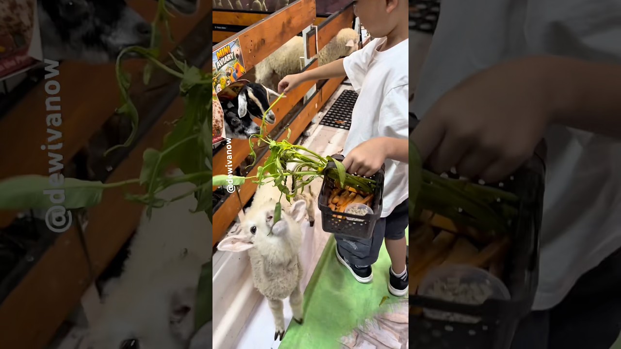 Koko di kandang domba #dewivanow #pets #feeding #kangkung #kandangdomba