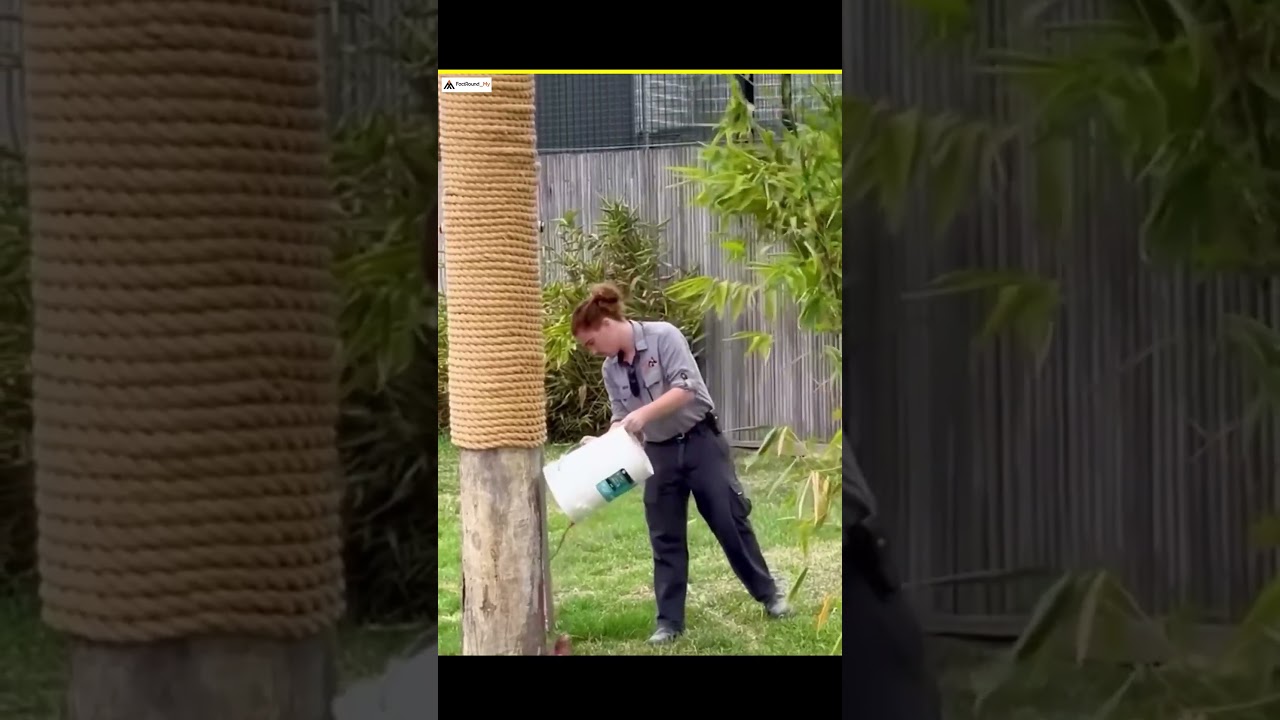 Never Climb a Tree from a Tiger | #facts #animal