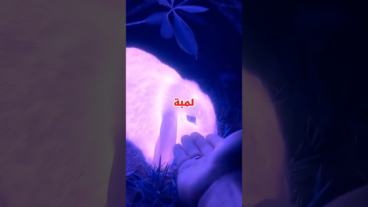 الكميرات صورت حاجه غريبه في الحديقه