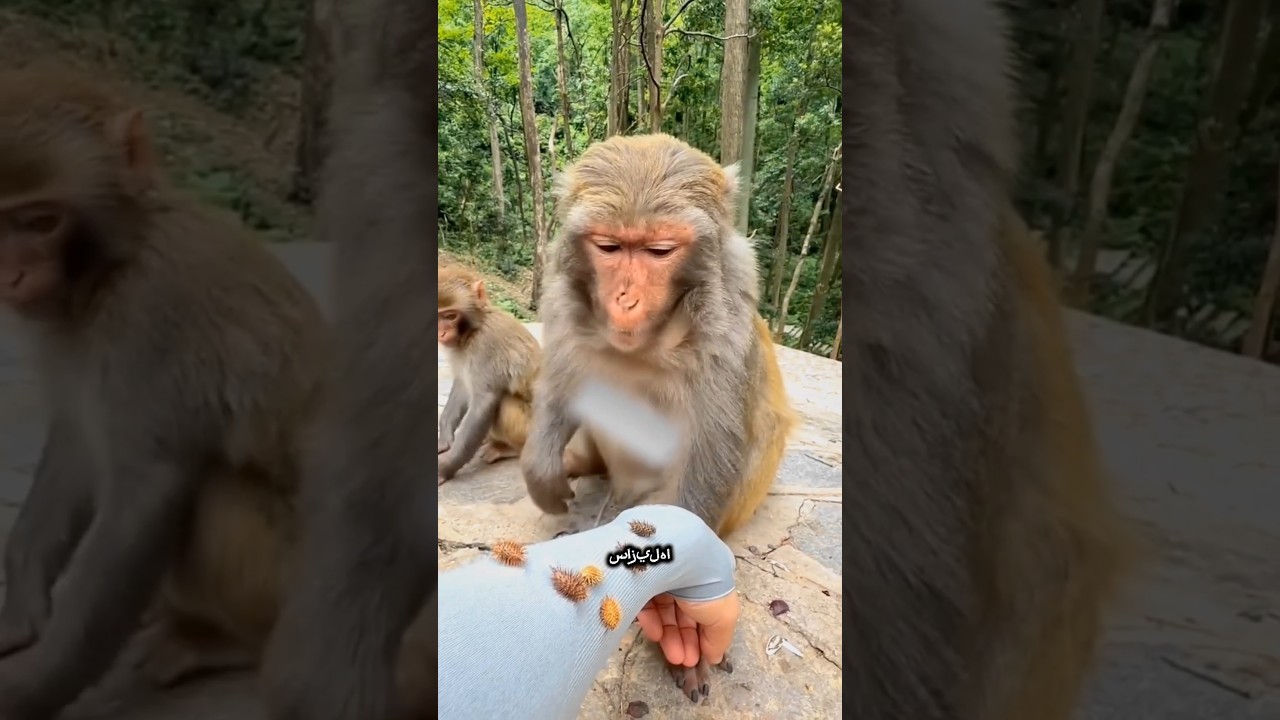 🐒🌵 صفقة الأشواك والطعام! 🍽️✨ #shortsfeed #shorts