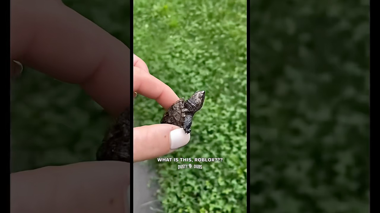 Go ahead, yeet me 🐢