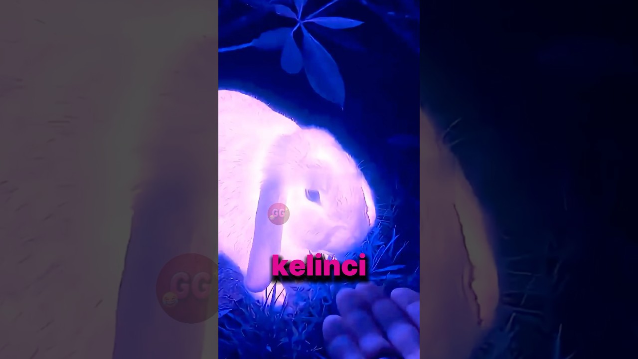 Dikira CAHAYA ILAHI…Ternyata Si Mungil😳☺️😅#shortsviral