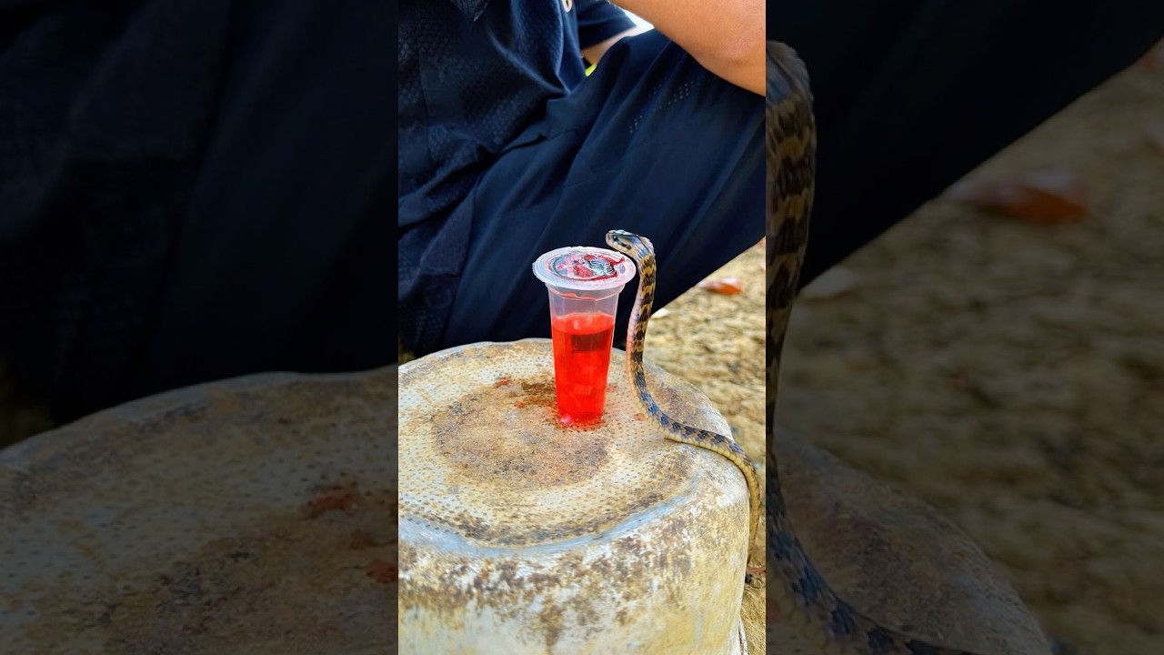 Skills Useful and Clever #outdoors #survival #campfire #bushcraft #trending #funny