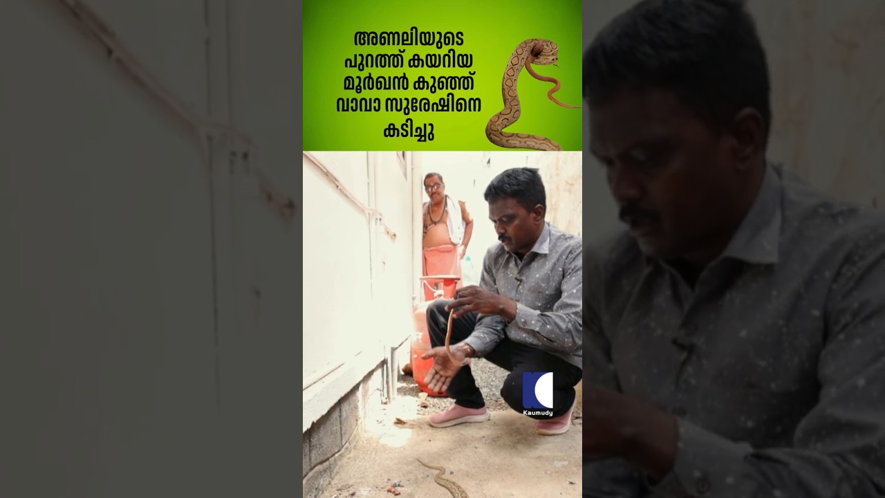 അണലിയുടെ പുറത്ത് കയറിയ മൂർഖൻ കുഞ്ഞ് വാവാ സുരേഷിനെ കടിച്ചു #snakemaster #vavasuresh
