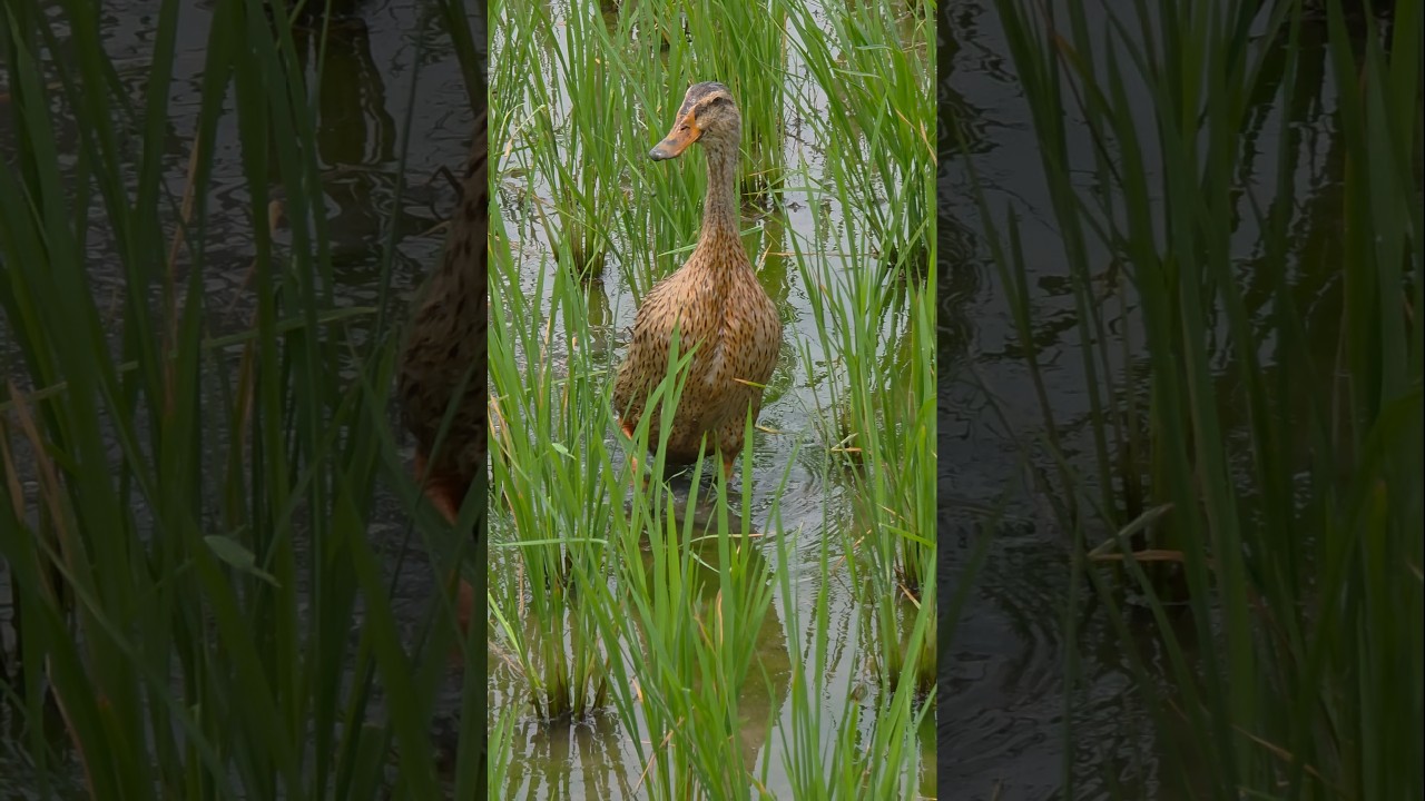 இது நல்லாருக்கே!! #duck #duckrice #ducking #paddy