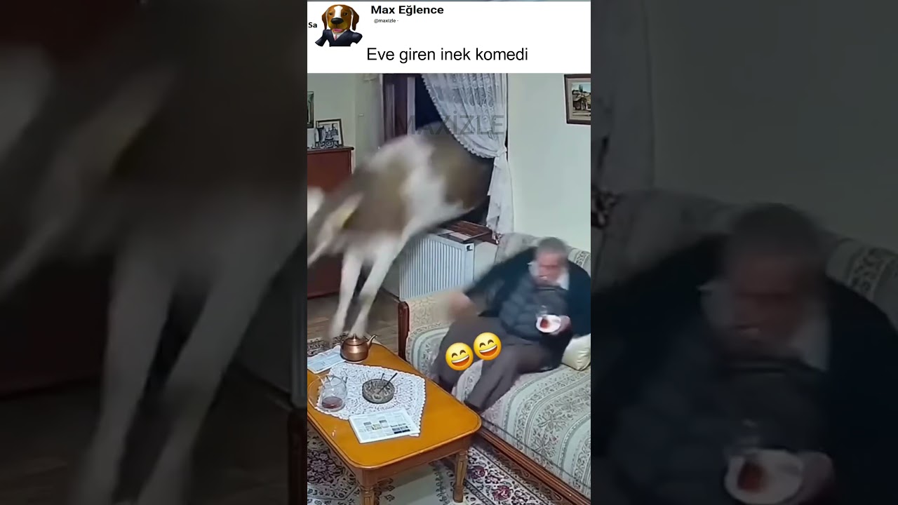 Eve giren inek komedi  ⁨@maxizle⁩