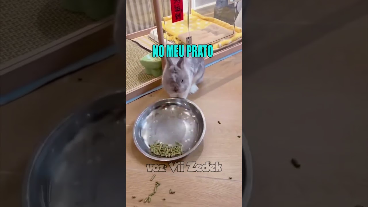 Bichinhos que nos entendem -coelhinhos engraçados