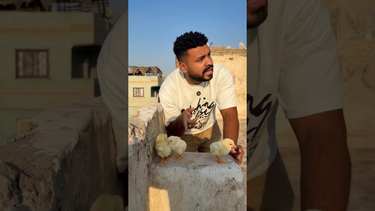 لقيت كتاكيت 🐣 علي السطوح شوفو عملت اي🥺😱