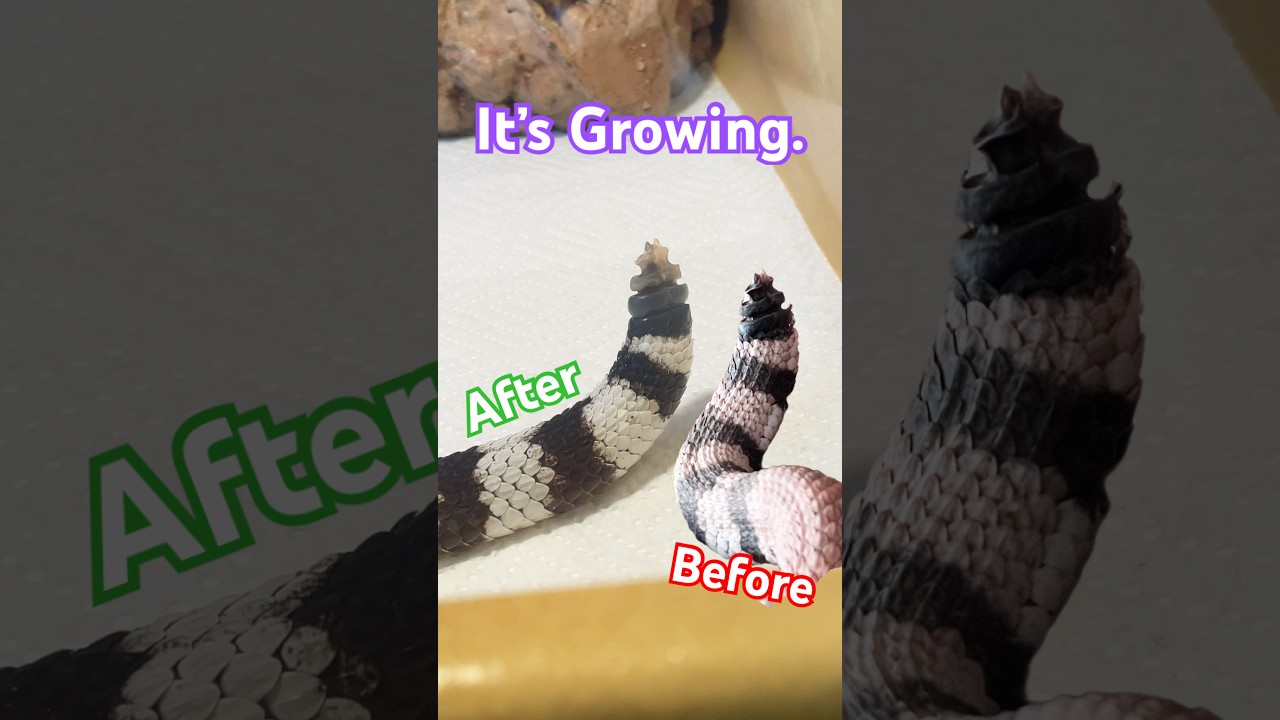 My rattlesnake is growing his rattle back! #venomouscreatures #snake #rattlesnake
