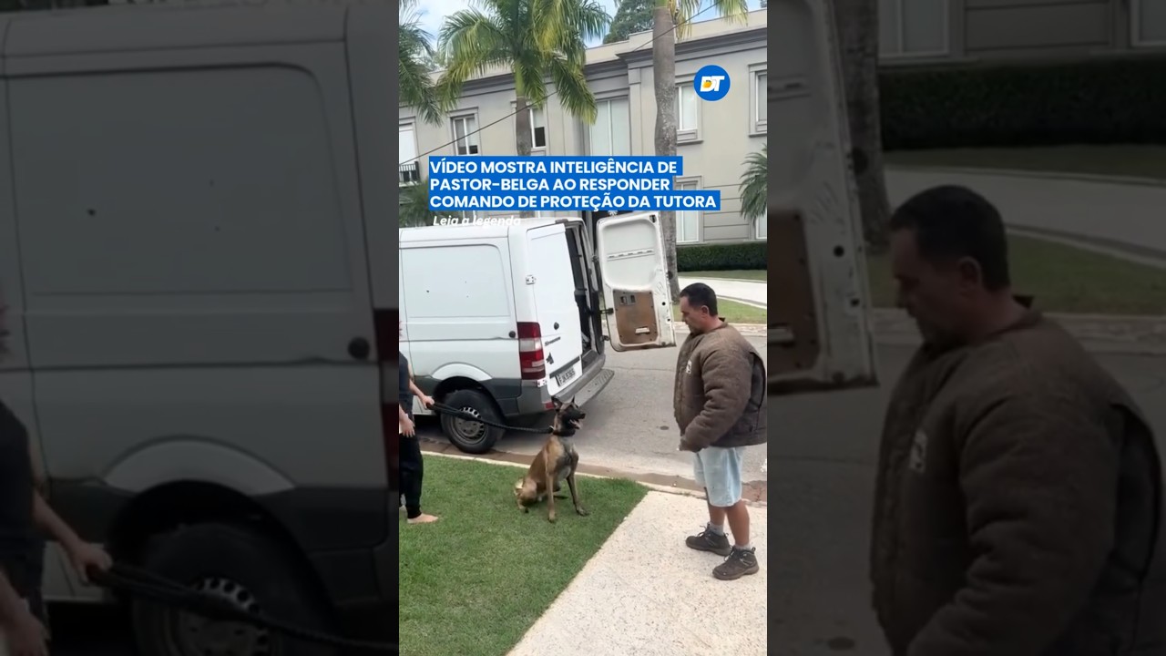 O Pastor Malinois. Voce conhece?