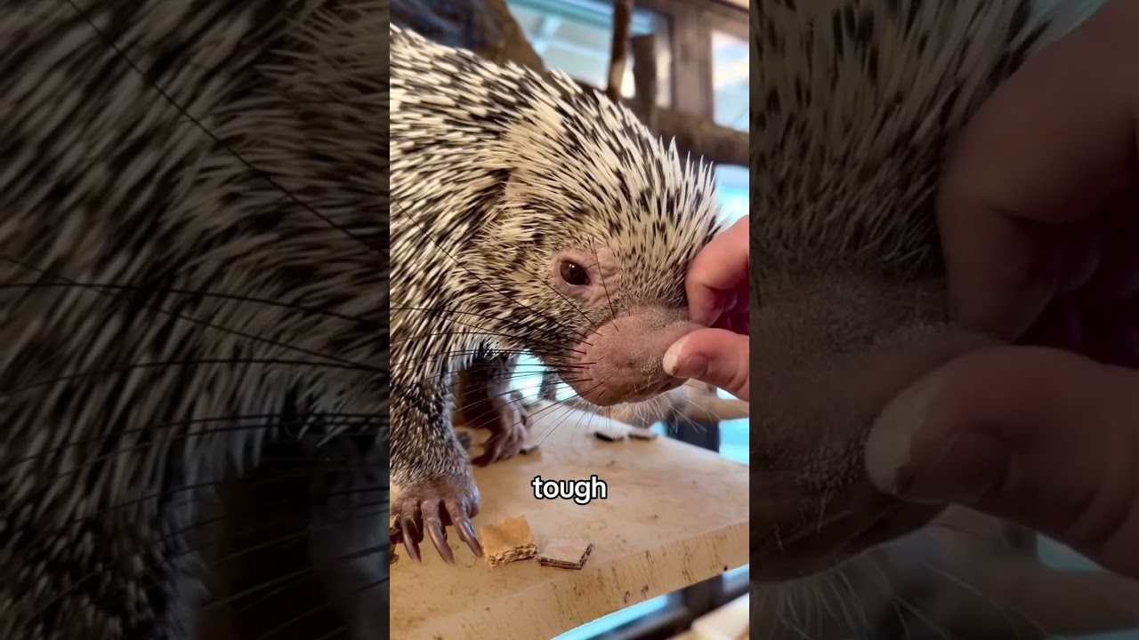 Avoiding Its Own Quills