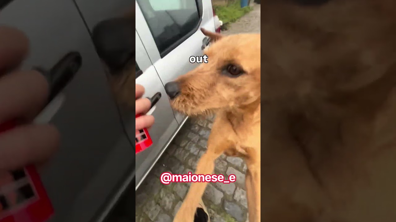 Cachorrinho Fiapo de manga e homem do spray 🐾❤️🐶🙏