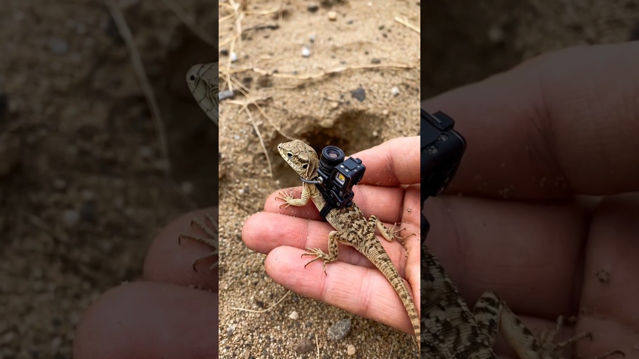 Tiny Lizard POV Inside a Secret Underground World 🦎 | Real Micro Camera Footage #Shorts