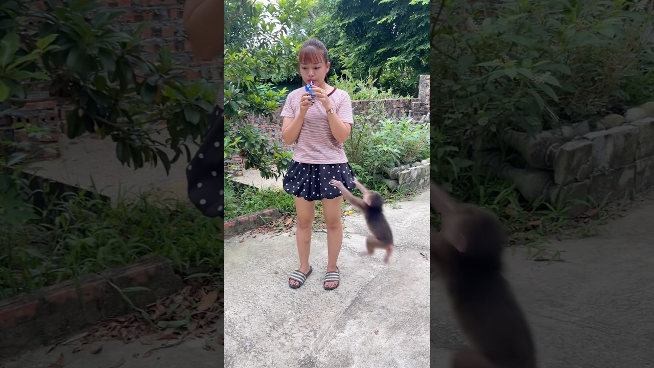 The thirsty baby monkey saw its mother drinking milk and jumped up to ask for some. #monkey