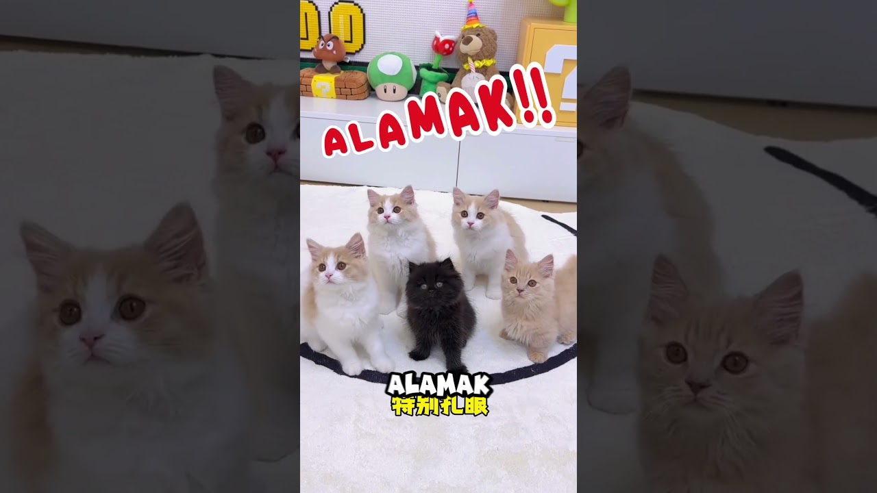 Majikan Dapet Kucing Dari Temannya, Tapi?? #viralshorts