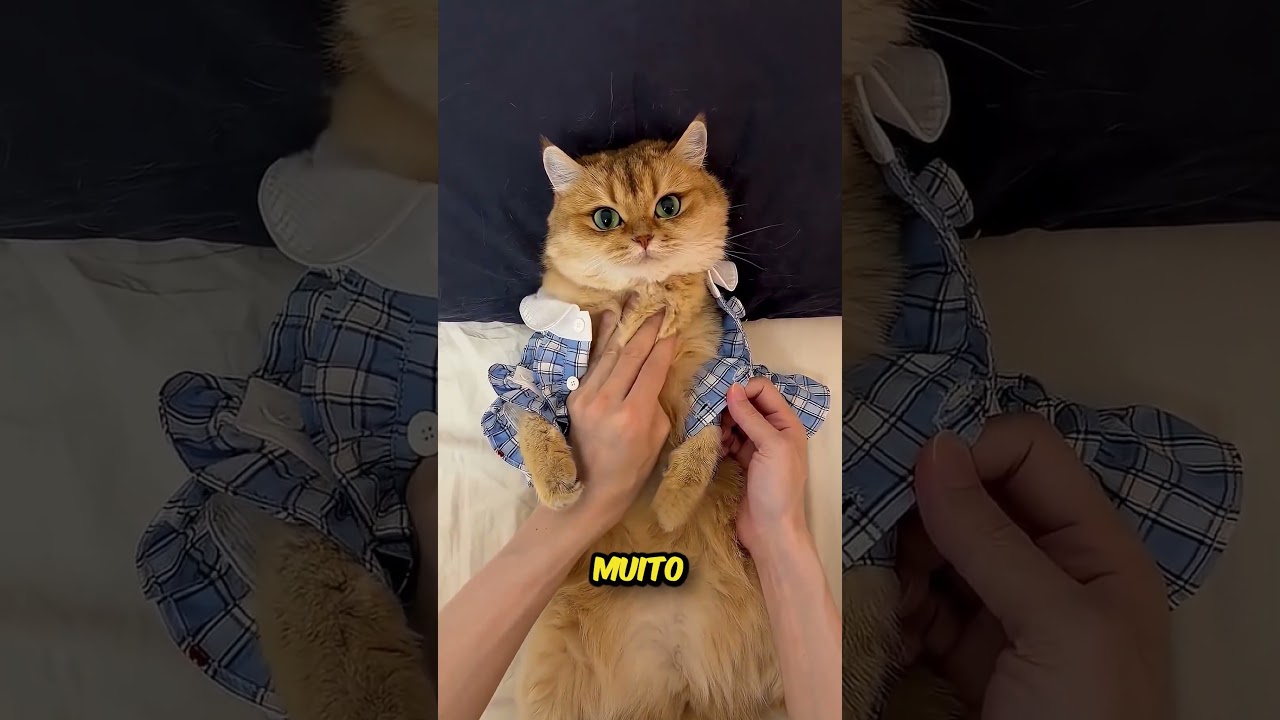 O gatinho Mingau