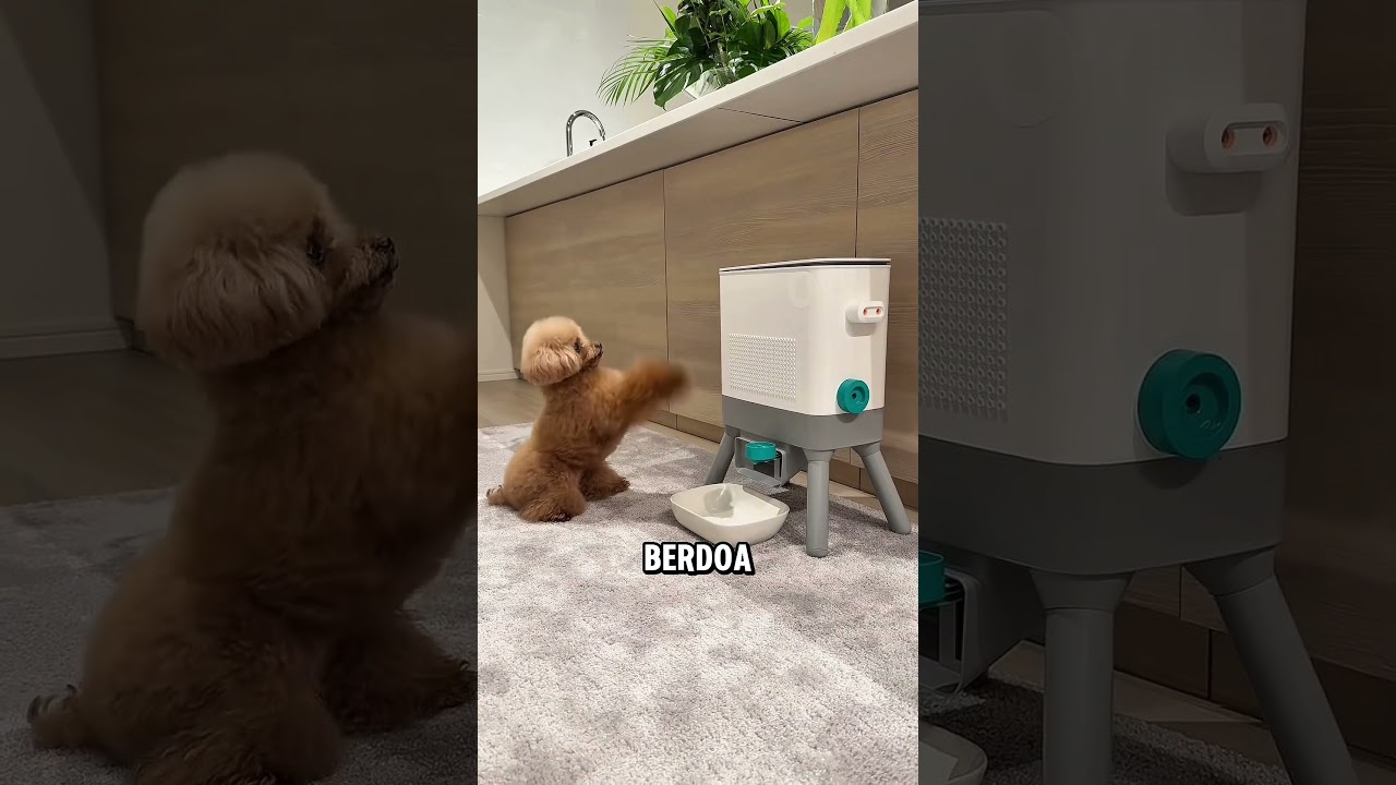 Anjing ini belajar mengambil camilan tanpa pemiliknya ❤️