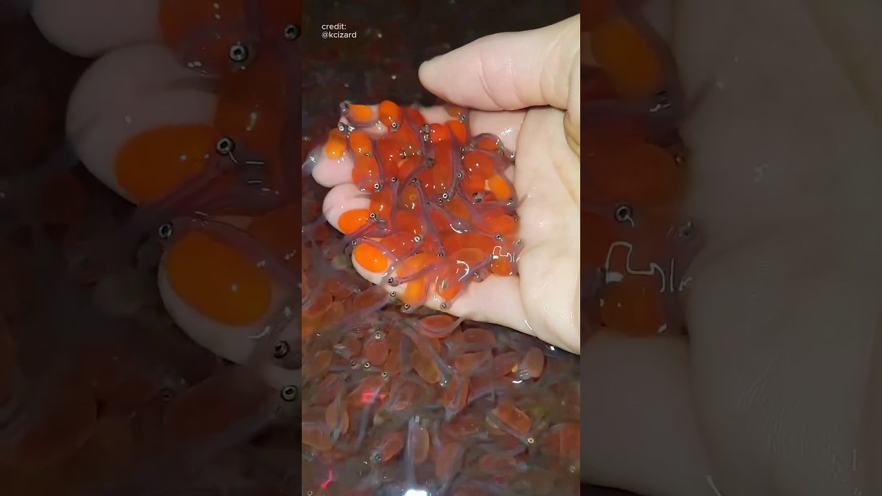 Nasib Salmon Setelah Bertelur