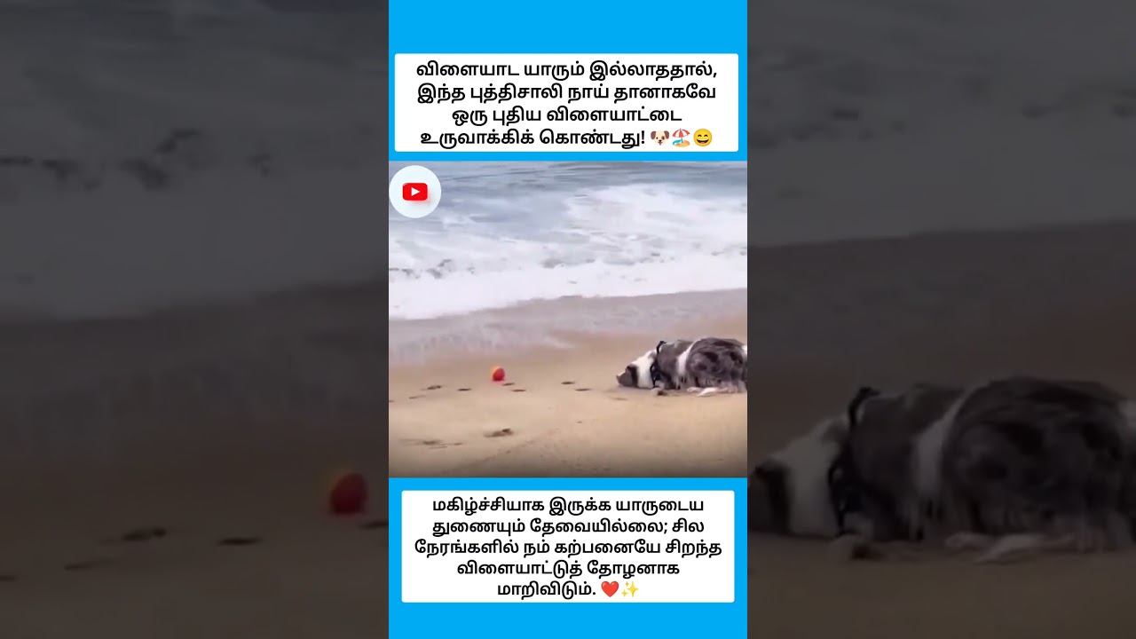 மகிழ்ச்சியாக இருக்க யாருடைய துணையும் தேவையில்லை #shorts