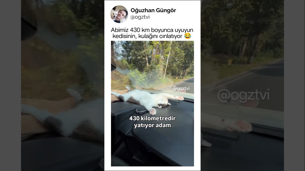 Kedinin keyfi tıkırında, uyur tabi