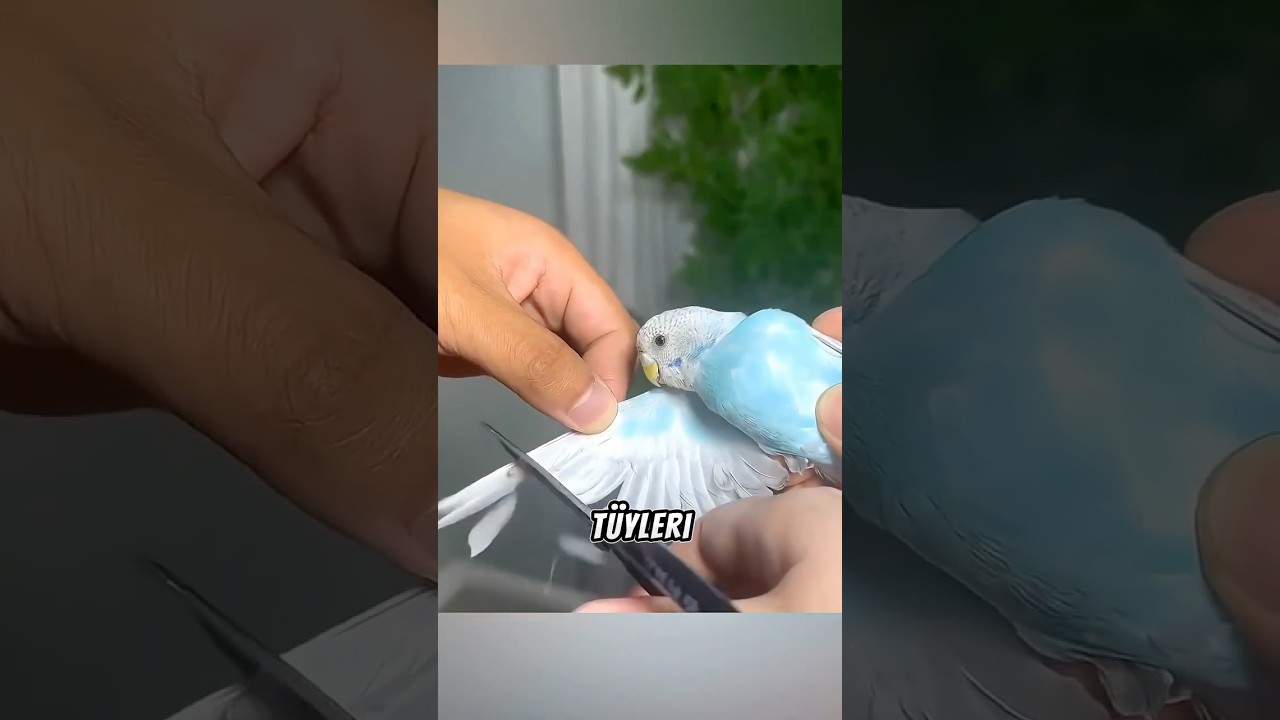Papağan Kanadı Keserken Bu Hatayı Yapma! ⚠️🦜