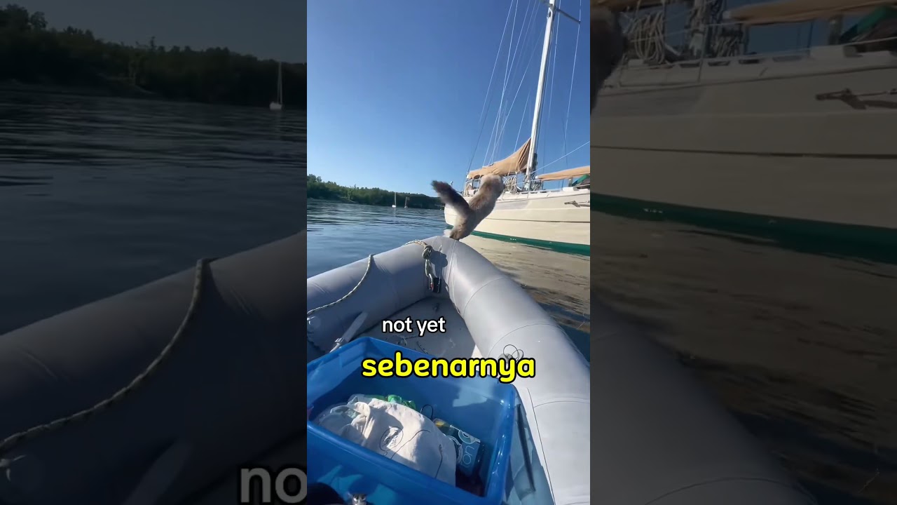 inilah alasan sebenarnya kenapa kucing takut air #shortvideo