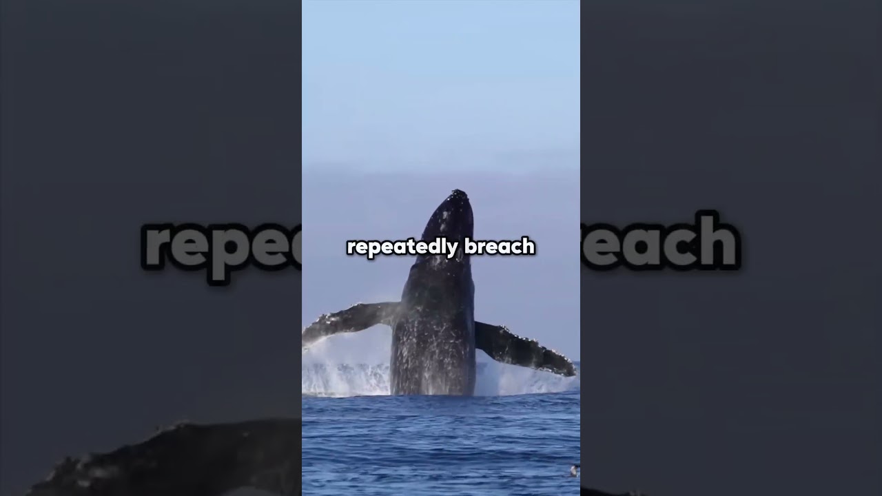 How whales get rid from the barnicales.