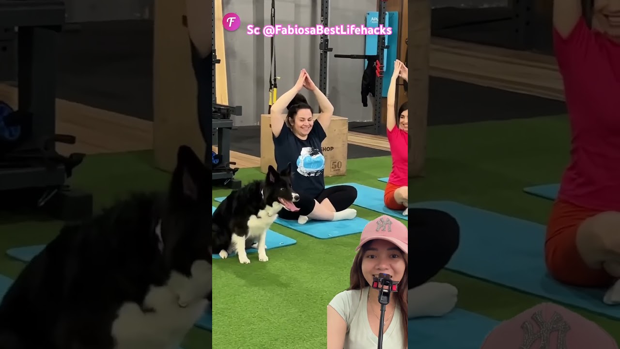 DOGY pintar ikut olahraga biar sehat ‼️ FabiosaBestLifehacks