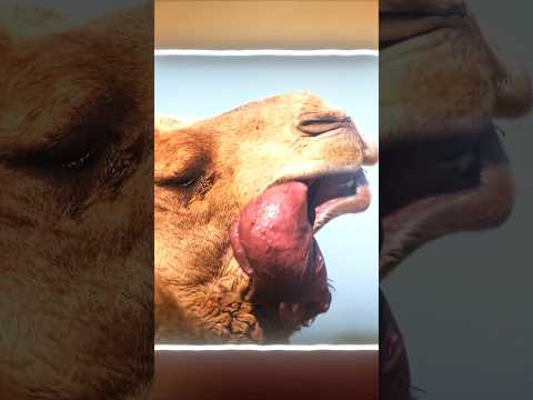 يش لازم ماتعطي الجمال موية😥