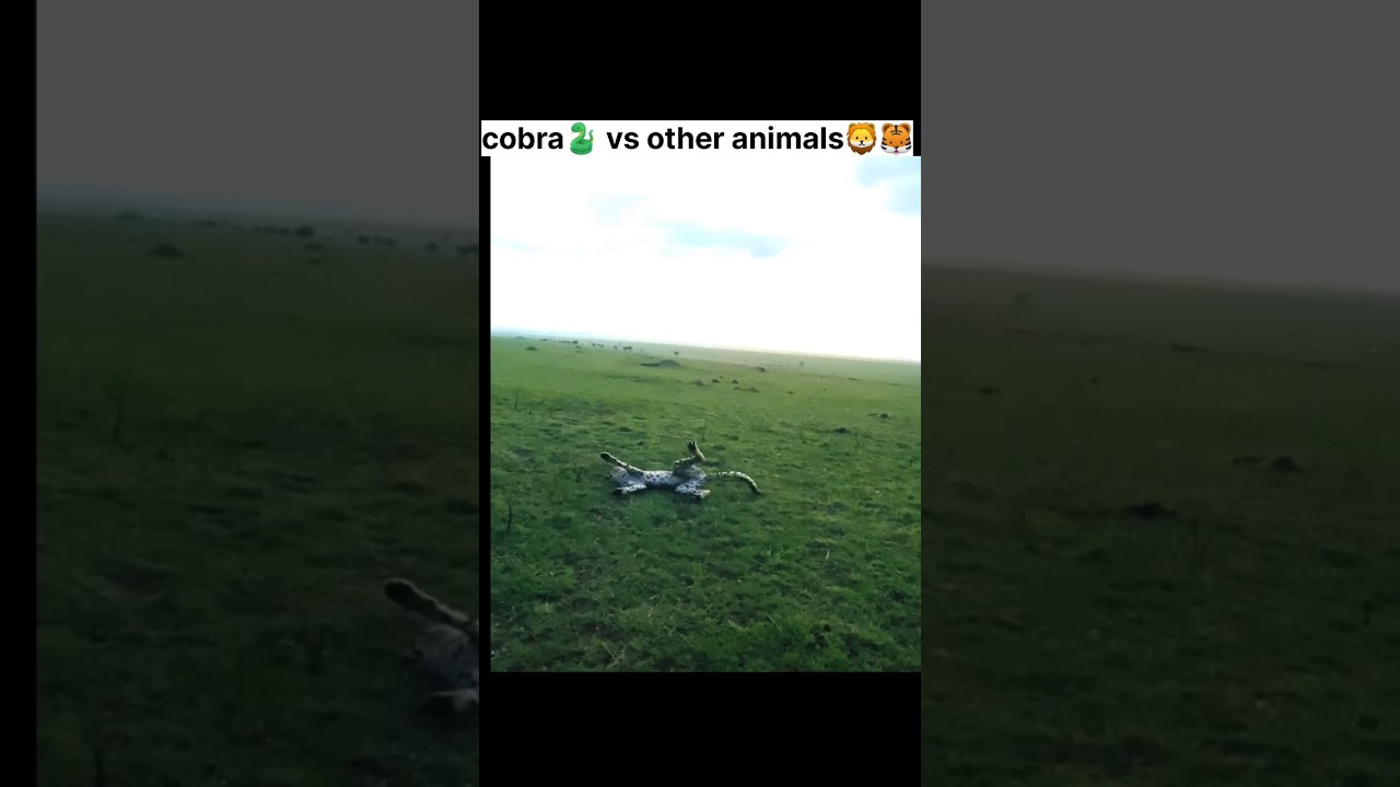 King cobra vs other animals #animallife #kingcobra #wildlife