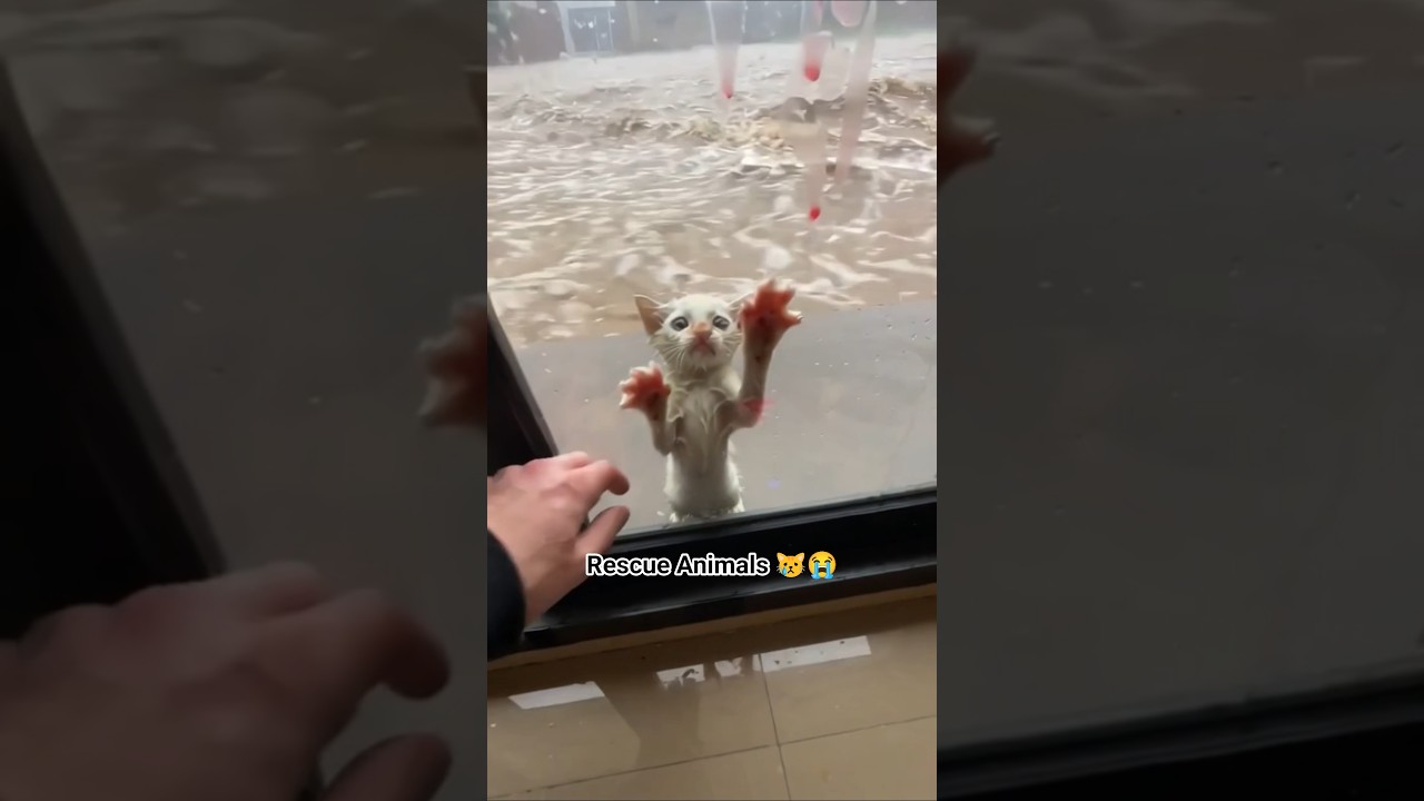 Phillies land All-Star closer Jhoan Duran ahead of MLB trade deadline 😿😭