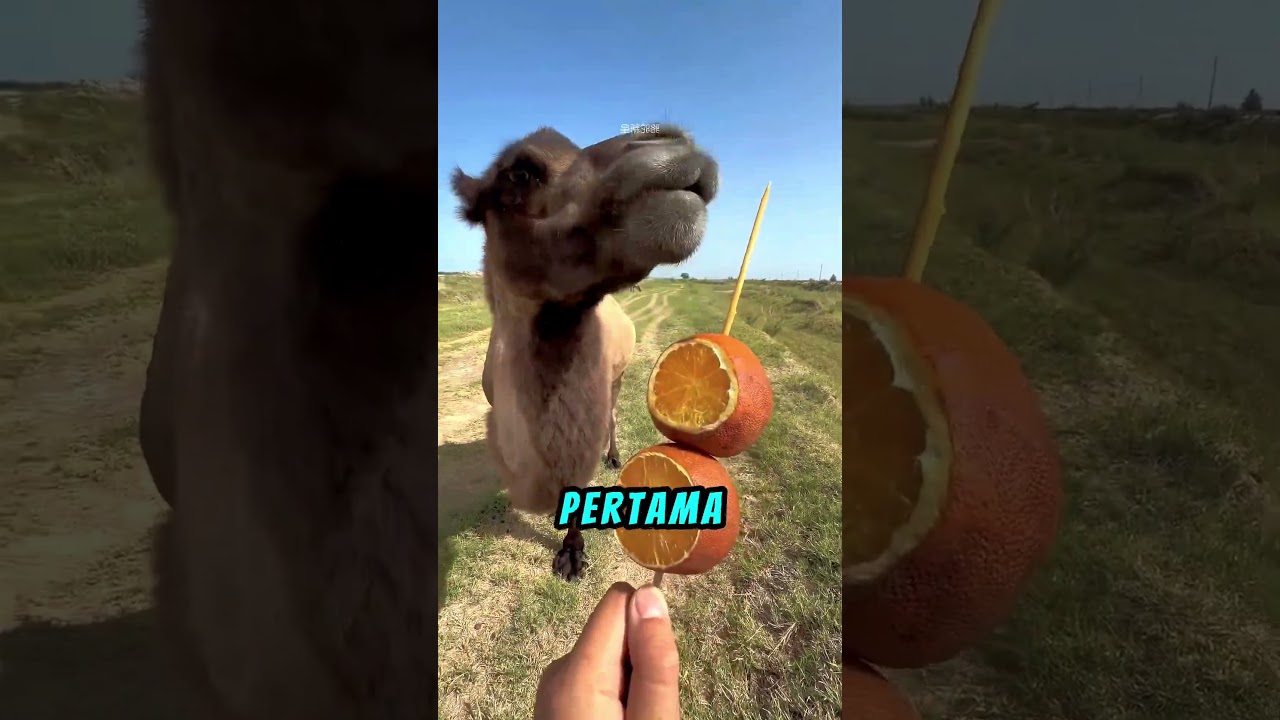 Unta Ini Tak Mau Berbagi🐪😤 #shortviral