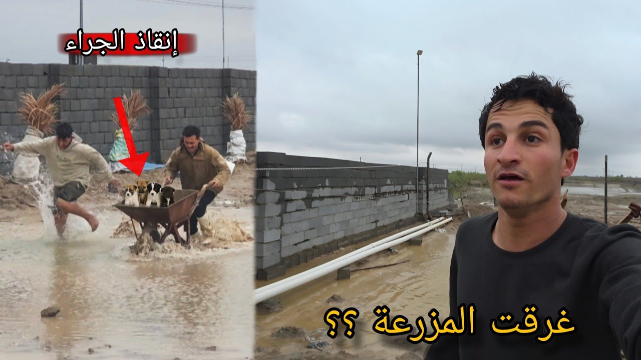 ضربتنا عاصفة وغرقت المزرعة ⛈️ جراء لوسي كبرو 😍