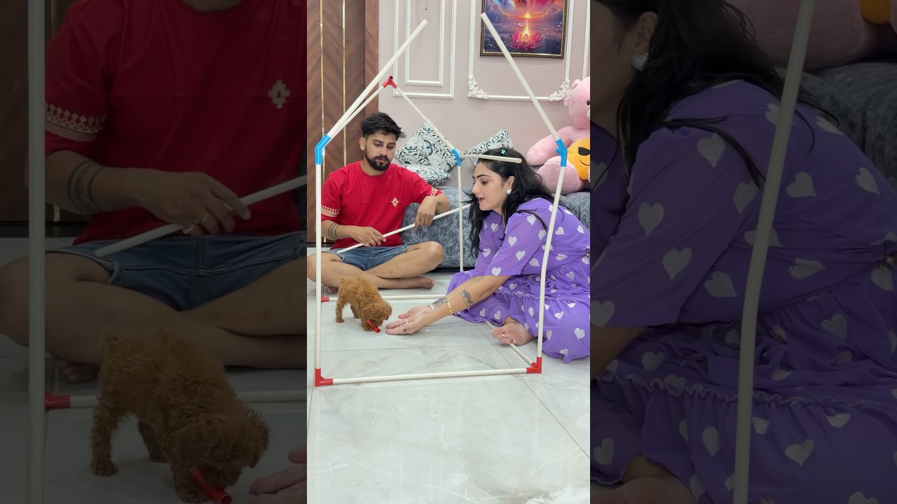 Cash ke liye chhota ghar bnaya🐶🏠 #youtubeshorts #shorts #kajalsoni #dog @Kajalsoni_vlogs ￼