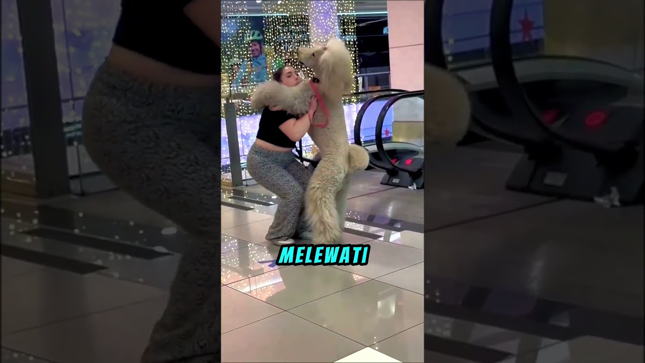 Anjing Ini Minta Digendong Seperti Bayi🥹 #shortviral