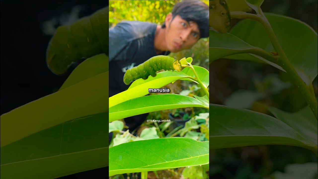 kalian pernah liat ulat ga
