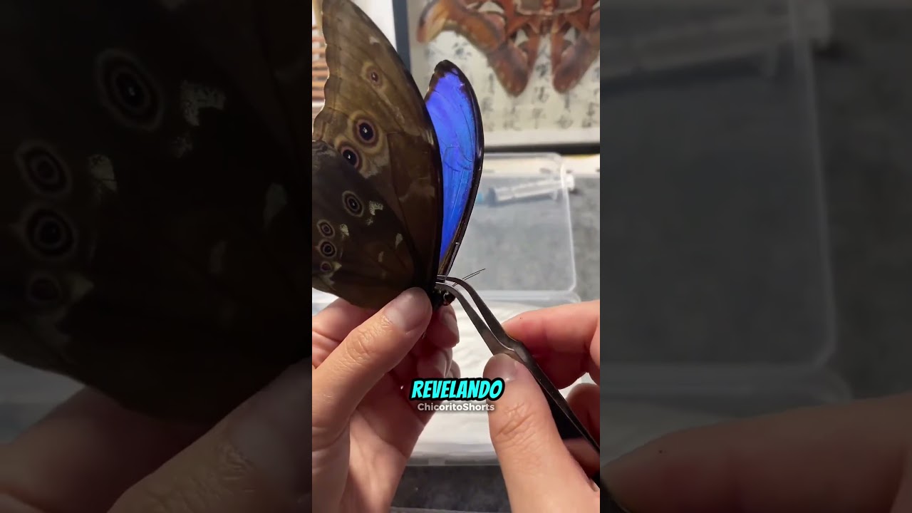 O que tem por baixo das asas desta borboleta? 🦋