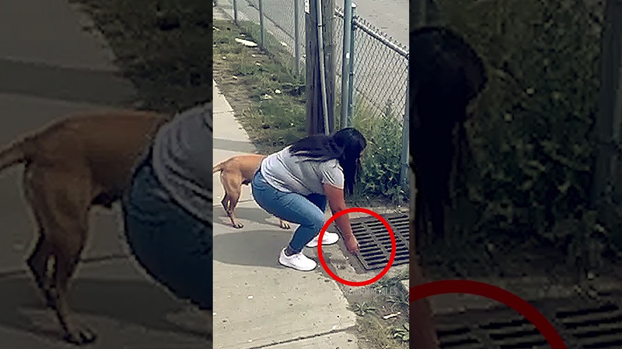 El perro le pidio ayuda para recatar a su cachorro o fue suerte