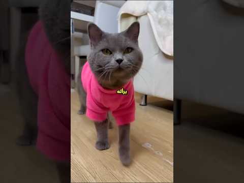القط ده كان هيموت من الحزن على لعبته.. بس صاحبته عوضته بطريقة متتصدقش! 😭💔