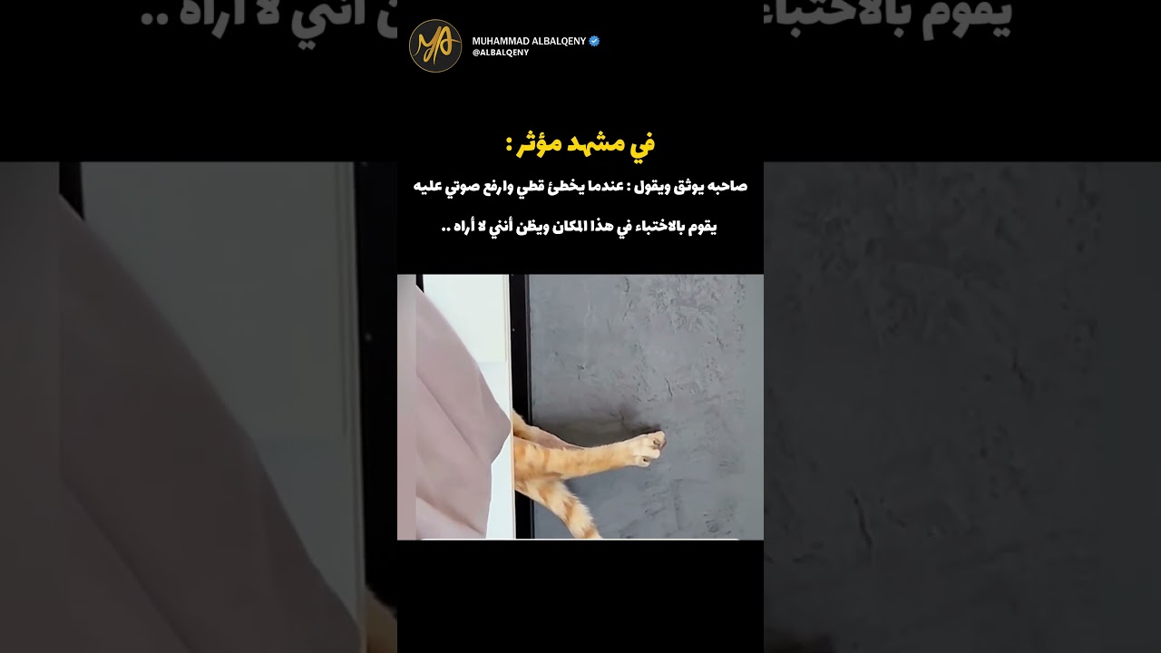 ردة فعل قطي عندما يخطئ ويختبئ 😾 #قطط #كوميديات #ضحك