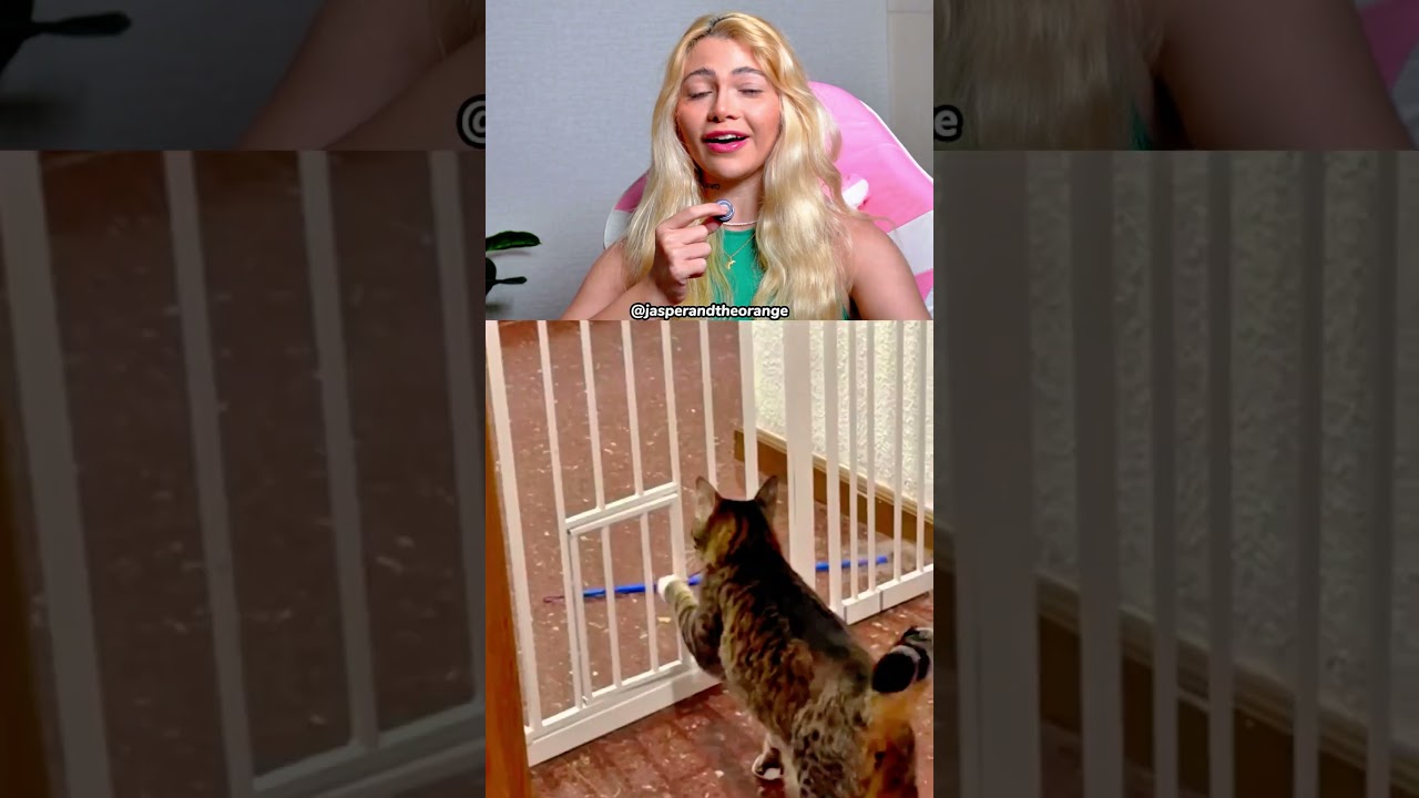 QUAL GATO FARMOU + AURA??