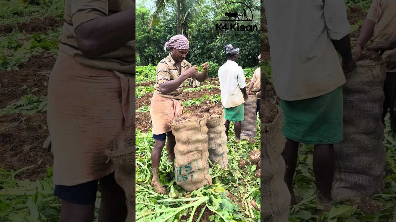 ചേനവിറ്റ് എത്ര ലക്ഷം കിട്ടി എന്നറിയണ്ടേ?|#farming |#kerala |#trending |#viral |#shorts |#dailyvlog