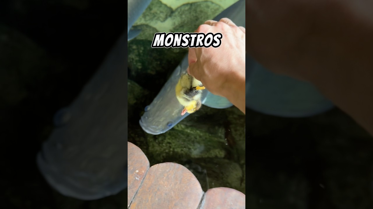 Alimentei meus peixes carnívoros do lago?!😱 #shorts