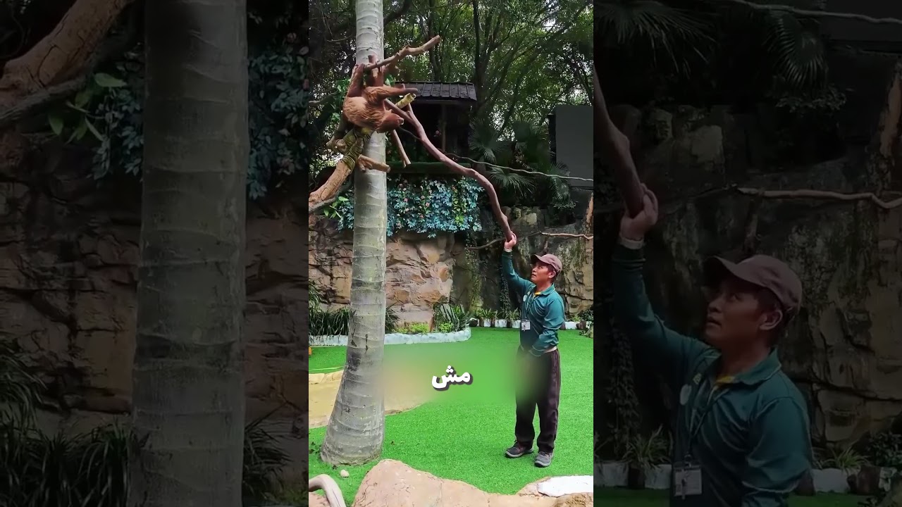 الحيونات بتطلع من حديقة الحيونات بعد لما تمشي