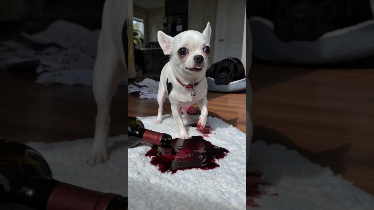 World's Naughtiest Chihuahua Spills Red Wine 😂🍷