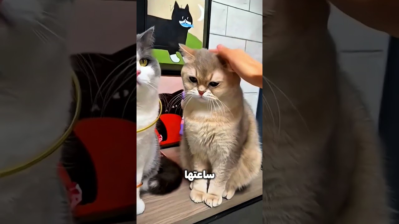 لبّست القطة دهب… والنهاية صدمة! 😱🐱💰