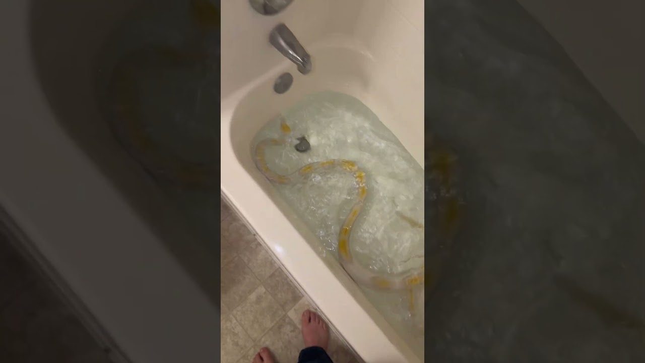 Lowkey..if 50,000 of you joined the exclusive, I could open a reptile zooJust putting that out there