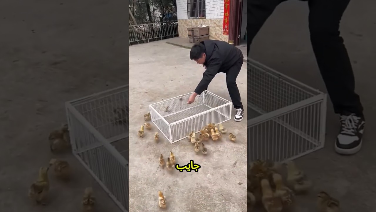 ينهار يا بابا! إنت جايب قفص بايظ ومخروم من كل حتة ليه؟😱🪹🚨