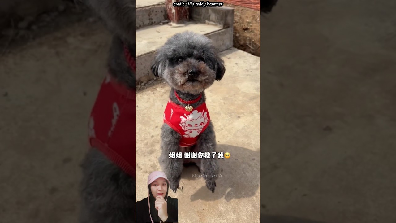 anggap saja ini balas budi ku #shorts #cutedog