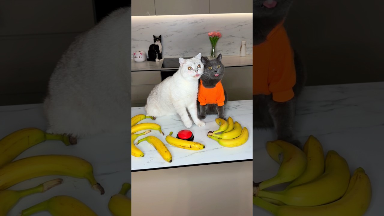 You messed with the wrong cats😭 #catsofyoutube #cat #catshorts #cats #shorts